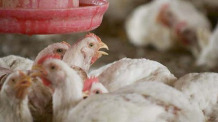 Păsări cu Salmonella într-o fermă din România